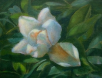 J.great-white-magnolia_brt